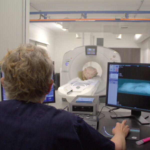 CT Scanning JSR Genetics with Topigs Norsvin