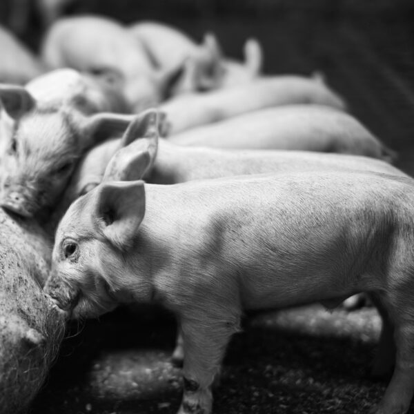 JSR Genetics Piglets