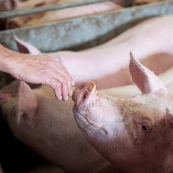 Topigs Norsvin TN Tempo Offspring