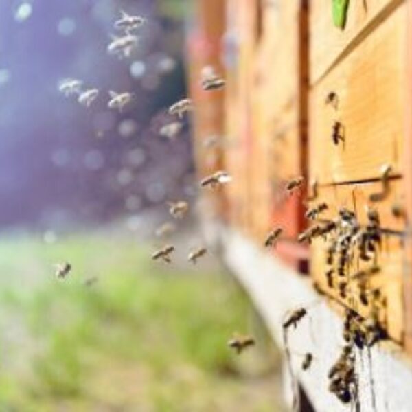 JSR Honey Bees